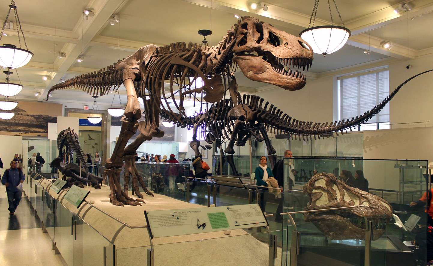 12 Worlds Best Dinosaur Museums