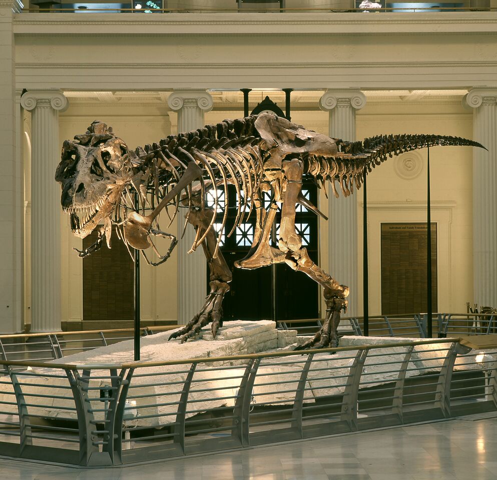 Big things are happening at Chicagos Field Museum of Natural History ...