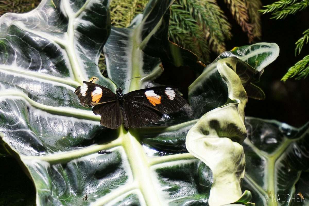Butterfly Exhibit, Museum of Natural History