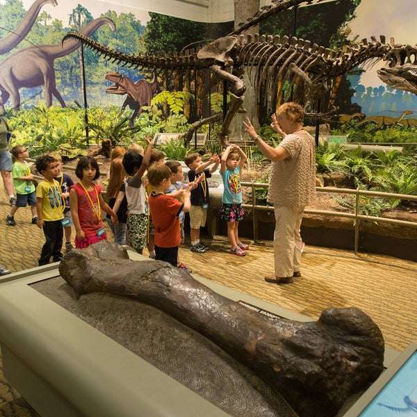Carnegie Museum Of Natural History Hours