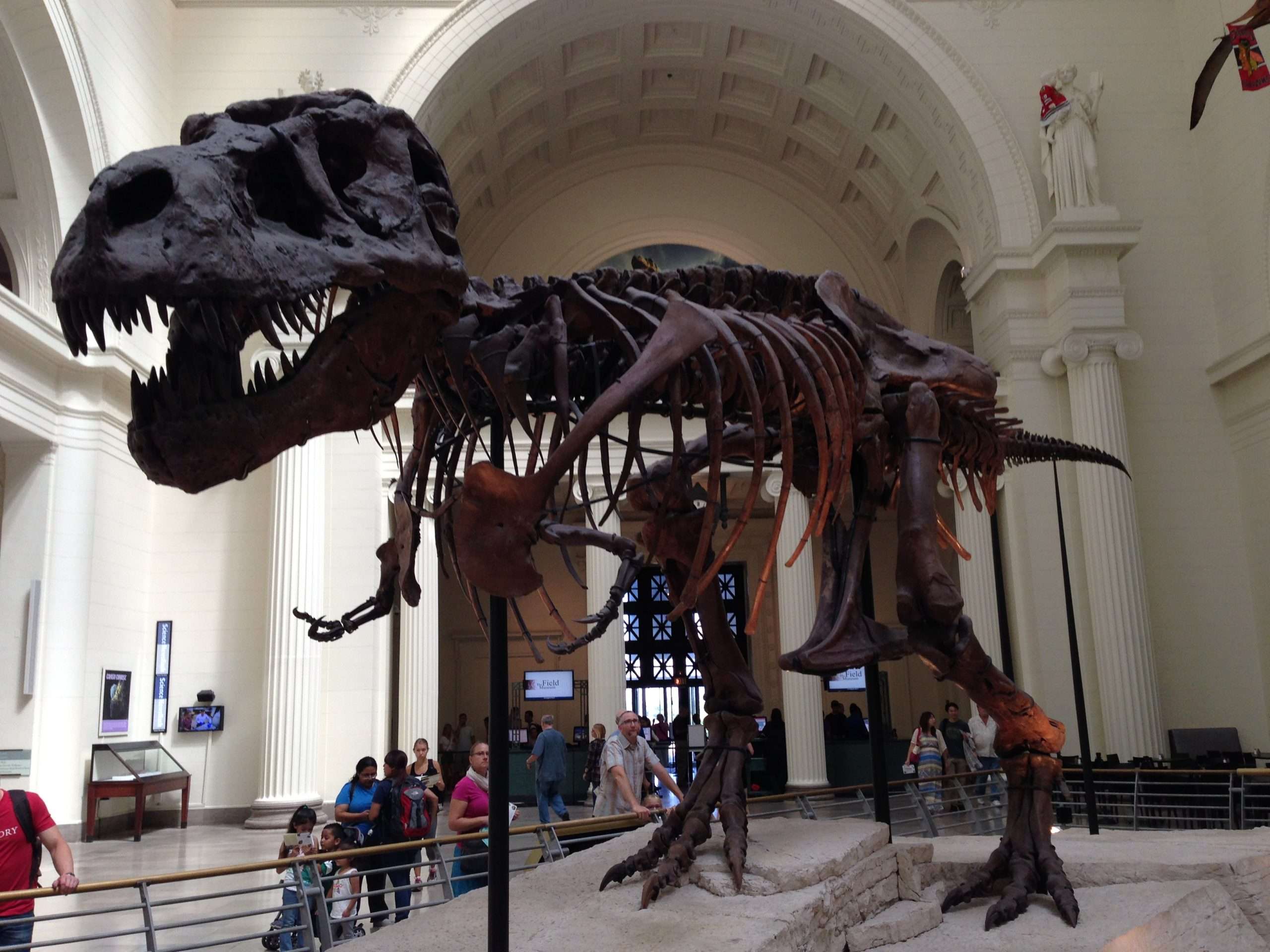 Dinosaur Museum Exhibits in the US