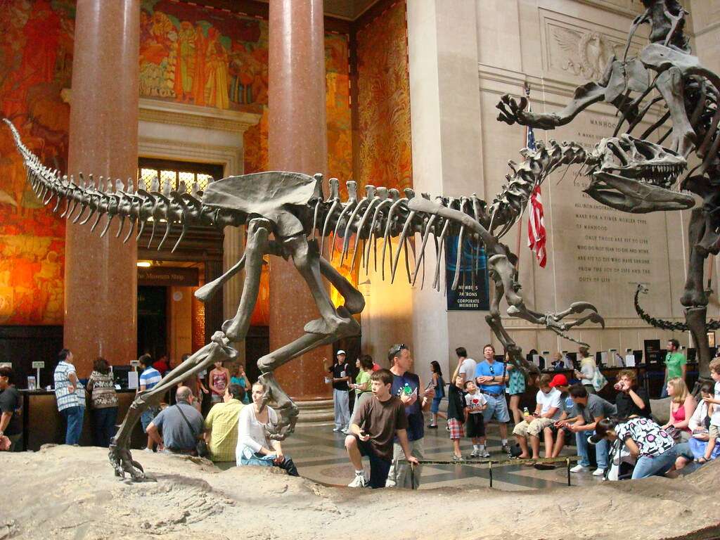 DISCOVERY ROOM AT MUSEUM OF NATURAL HISTORY NEW YORK