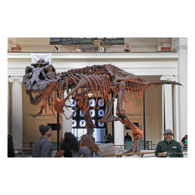 Field Museum of Natural History: Sue the T. rex