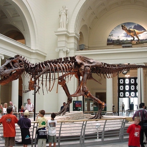FREE DAYS in THE FIELD MUSEUM