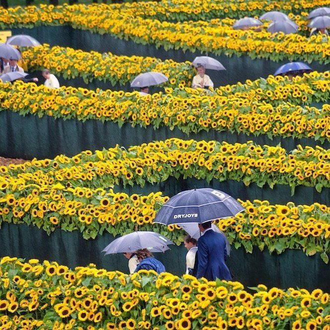 In 2015 the Van Gogh Museum in Amsterdam planted a sunflower labyrinth ...
