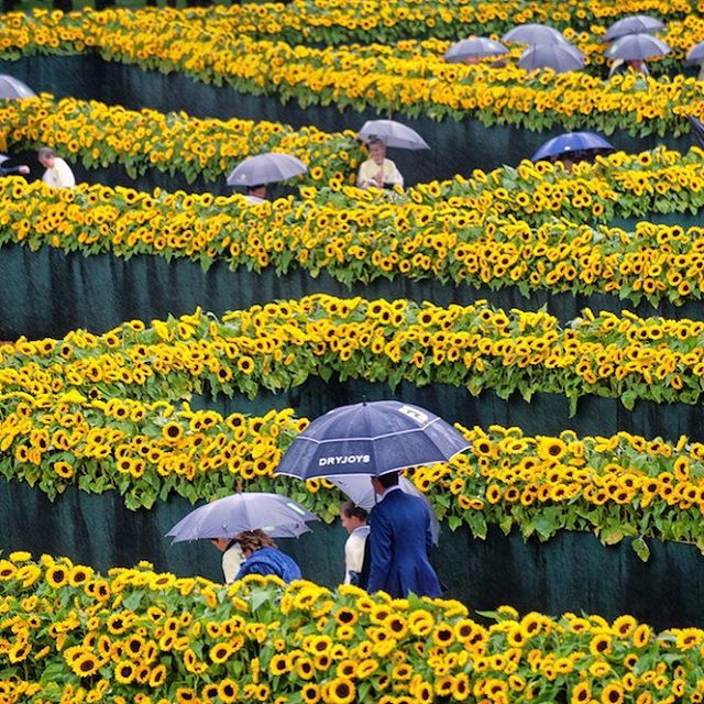 @jeroenvanhattum on Instagram: âSunflower maze Van Gogh Museum # ...