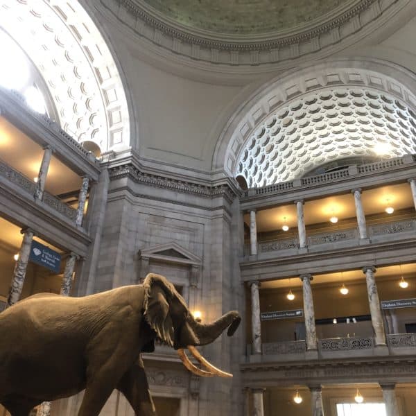 National Museum of Natural History Family Guide: 9 Tips to Know Before ...