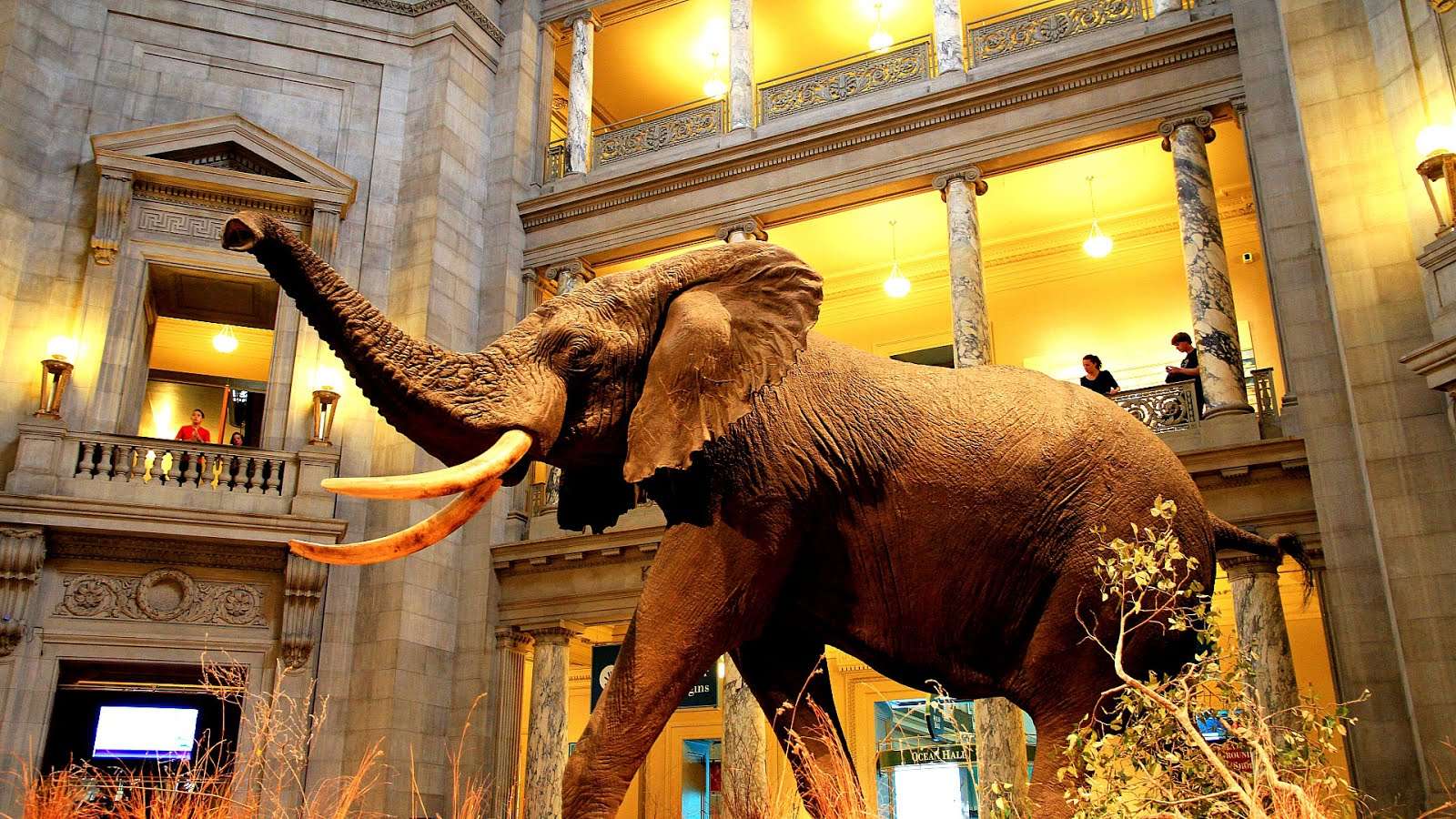 Natural History Museum In Washington Dc