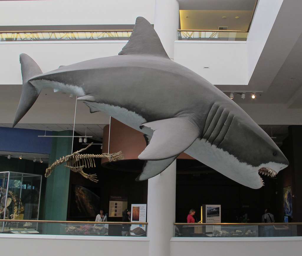 Natural History Museum: Megalodon Shark