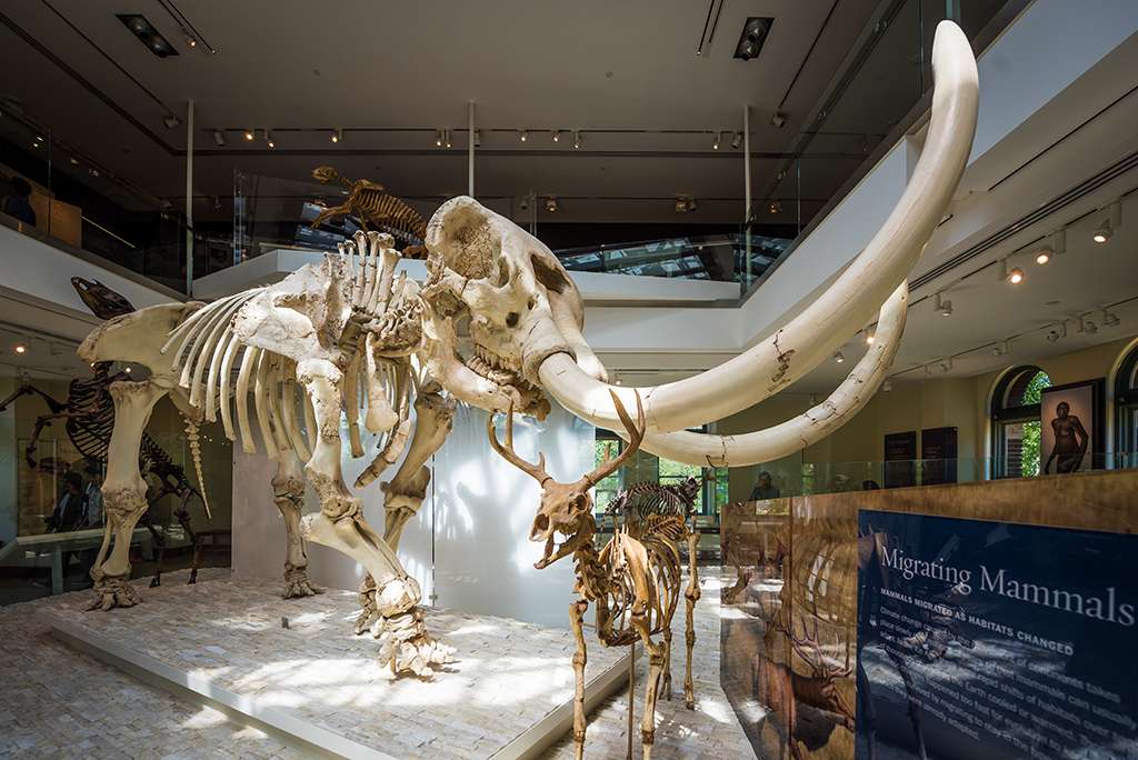 Natural History Museum of Los Angeles County Review &  Tips