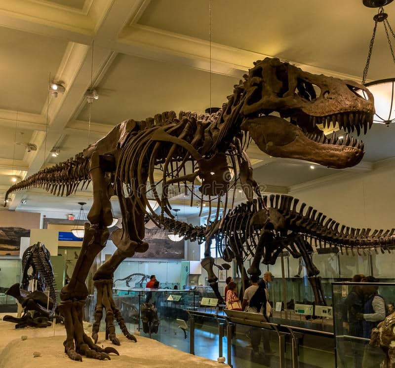 New York City Museum Of Natural Sciences Dinosaurs Editorial Photo ...
