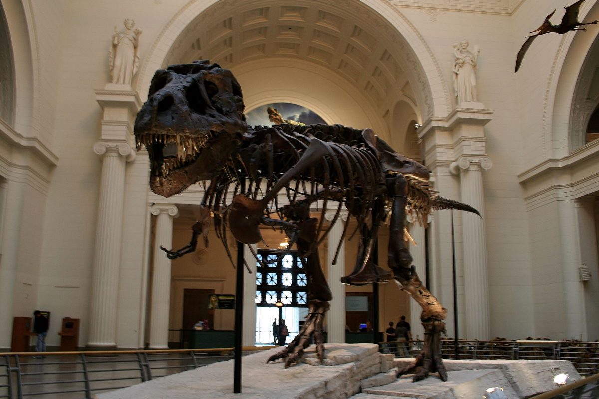 " Sue"  at the Field Museum, Chicago