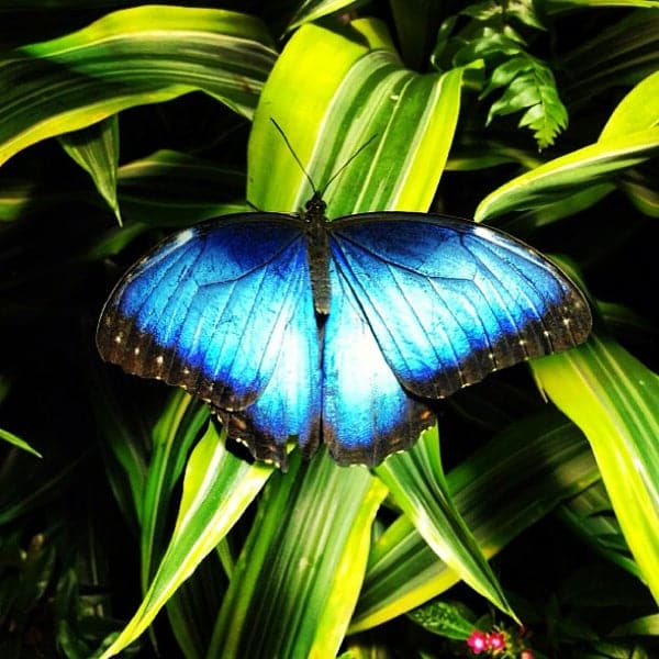 The Butterfly Conservatory at the American Museum of Natural History ...