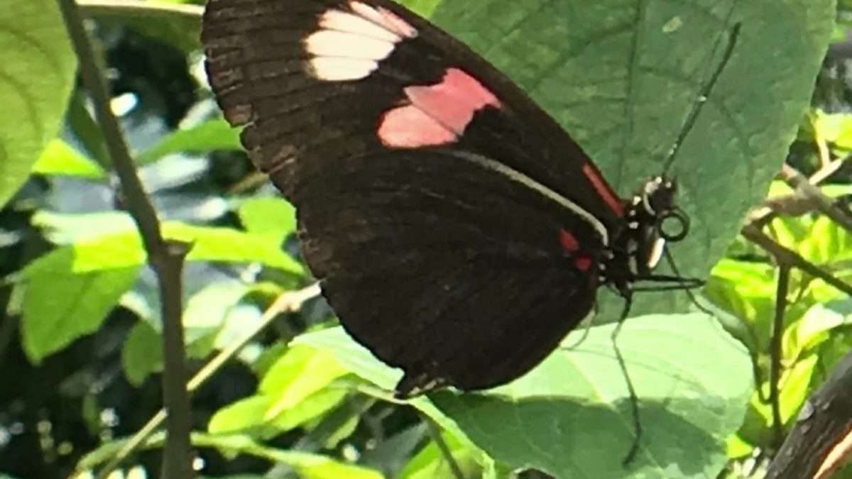 The butterfly exhibit at the Houston Museum of Natural Science