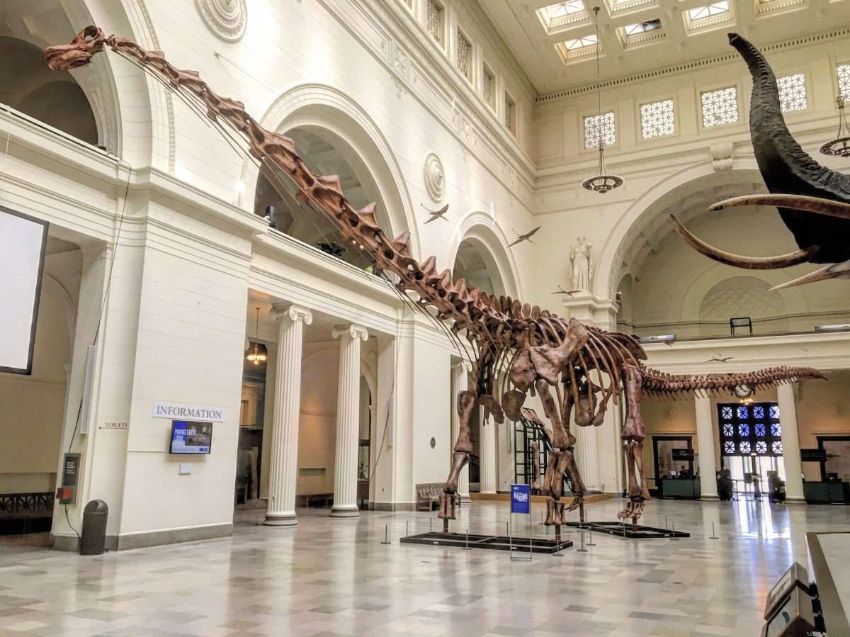 The Field Museum: Natural History and More (Illinois, United States)