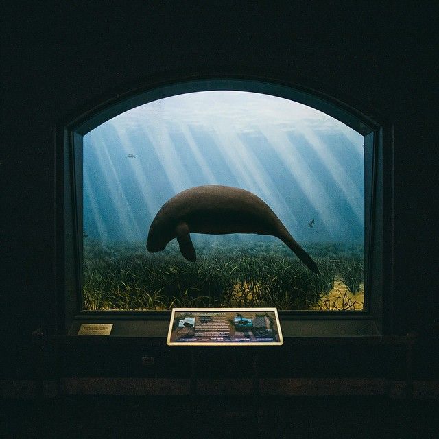 The manatee diorama in the Milstein Hall of Ocean Life. Photographed # ...