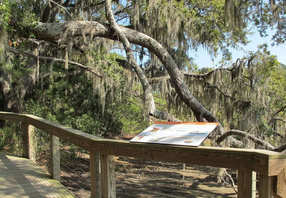 The Marsh Boardwalk at the Coastal Discovery Museum at Honey Horn on ...