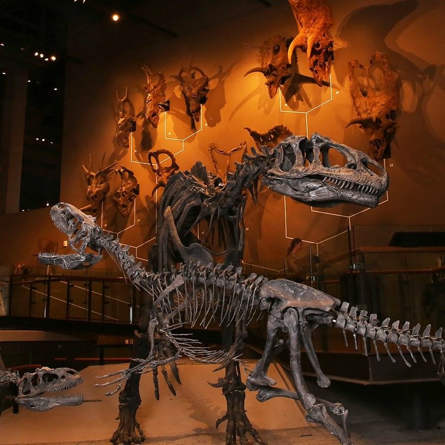 Utah museum of natural history