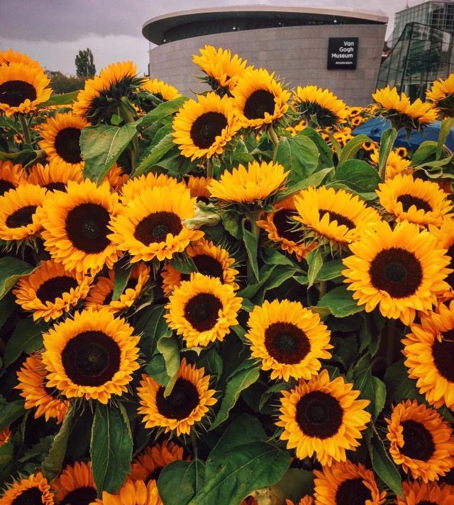 Van Gogh Museum in Amsterdam / sunflowers