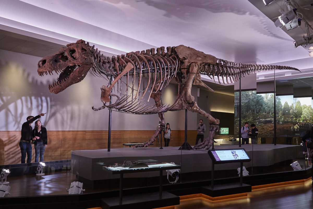Visiting SUE the T. rex: What to Know Before You Go