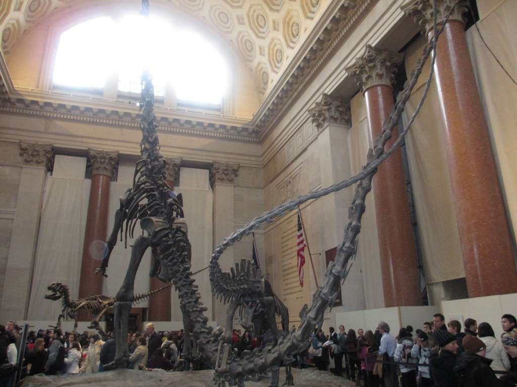 Visiting the American Museum of Natural History