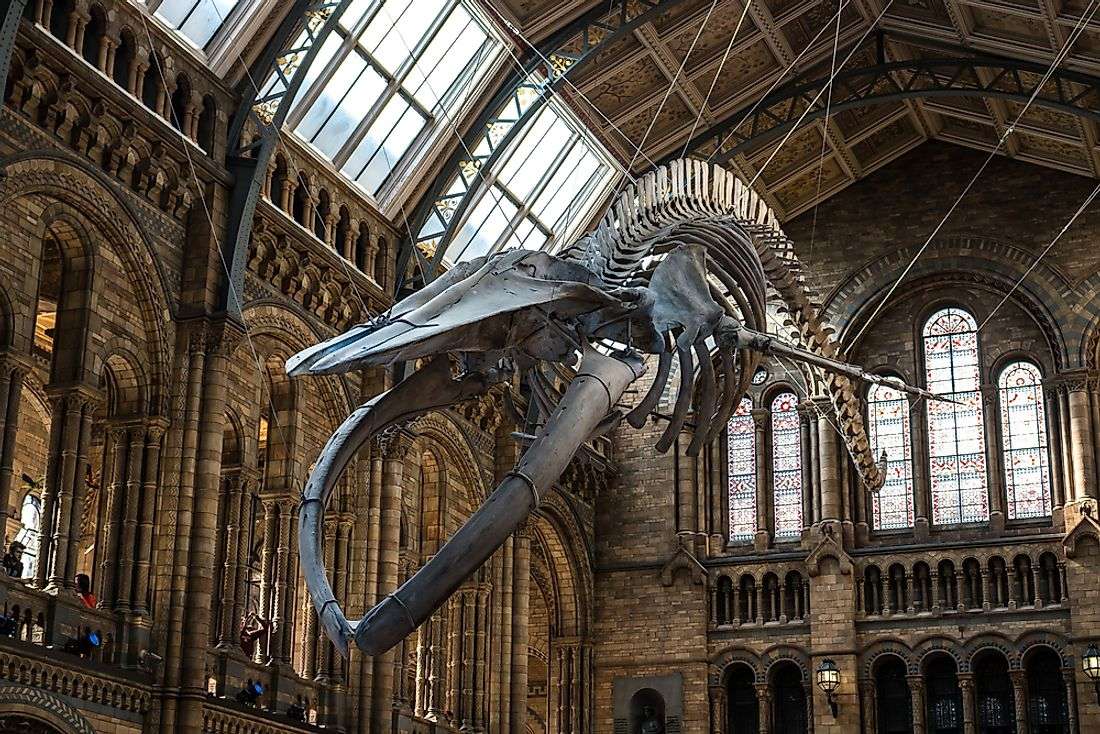 What Is A Natural History Museum And What Is Its ...